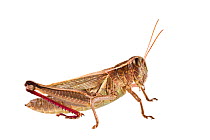 Two striped grasshopper (Melanoplus bivittatus) USA, August. meetyourneighbours.net project