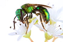 Jewel / Cuckoo wasp (Chrysididae) feeding from flowers, Woburn, Massachusetts, USA, June. meetyourneighbours.net project