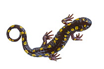 Spotted salamander (Ambystoma maculatum) from a vernal pool, dorsal view, Woburn, Massachusetts, USA, April. meetyourneighbours.net project