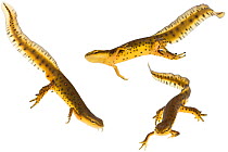 Red spotted / Eastern Newts (Notophthalmus viridescens) swimming; from a vernal pool, Woburn, Massachusetts, USA, April, digital composite. meetyourneighbours.net project