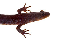 Jefferson salamander (Ambystoma jeffersonianum) from a vernal pool, Woburn, Massachusetts, USA, April. meetyourneighbours.net project