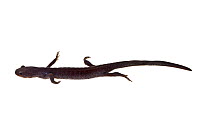 Jefferson salamander (Ambystoma jeffersonianum) swimming, from a vernal pool, Woburn, Massachusetts, USA, April. meetyourneighbours.net project