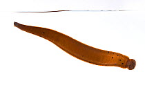 North american leech (Macrobdella decora)  underwater, Concord, Massachusetts, USA, May. meetyourneighbours.net project