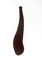 North american leech (Macrobdella decora)  Concord, Massachusetts, USA, May. meetyourneighbours.net project