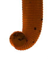 Close up of sucker of North american leech (Macrobdella decora) swimming underwater, Concord, Massachusetts, USA, May. meetyourneighbours.net project