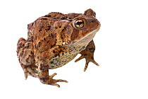 American toad (Bufo americanus) Concord, Massachusetts, USA, June. meetyourneighbours.net project