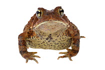 American toad (Bufo americanus) portrait, Concord, Massachusetts, USA, June. meetyourneighbours.net project