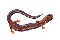 Red back salamander (Plethodon cinereus) dorsal view, Concord, USA, June. meetyourneighbours.net project