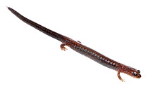 Red back salamander (Plethodon cinereus) profile, Concord, USA, June. meetyourneighbours.net project