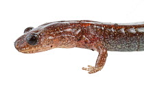 Red back salamander (Plethodon cinereus) portrait, Concord, USA, June. meetyourneighbours.net project
