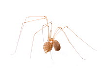 Daddy longlegs / Longbodied cellar spider (Pholcus phalangoides) female with egg case, Concord, Masachusetts, USA, June. meetyourneighbours.net project