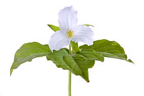 White trillium (Trillium grandiflorum) flower, Concord, Massachusetts, USA, May . meetyourneighbours.net project