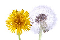 Common dandelion (Taraxacum officinale) flower and seedhead, Concord, Massachusetts, USA, May. meetyourneighbours.net project