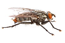 Flesh fly (Sarcophagidae) profile, Concord, Massachusetts, USA, June. meetyourneighbours.net project