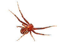Ground crab spider (Xysticus ferox) Concord, Massachusetts, USA, June. meetyourneighbours.net project