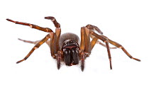Orb weaver spider (Araneae) portrait, Concord, Massachusetts, USA, June. meetyourneighbours.net project