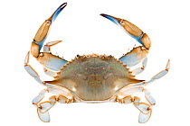 Blue crab (Callinectes sapidus) dorsal view,  Woburn, Massachusetts, USA, June. meetyourneighbours.net project