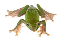 Frog (Rhacophorus maximus) Talle Valley Wildlife Sanctuary, Arunachal Pradesh, India. meetyourneighbours.net project