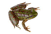 Frog (Amolops formosus) Talle Valley Wildlife Sanctuary, Arunachal Pradesh, India. meetyourneighbours.net project
