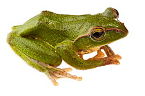 Tree frog (Rhacophorus burmanus) Talle Valley Wildlife Sanctuary, Arunachal Pradesh, India. meetyourneighbours.net project