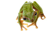 Tree frog (Rhacophorus burmanus) Talle Valley Wildlife Sanctuary, Arunachal Pradesh, India. meetyourneighbours.net project