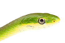 Rough green snake (Opheodrys aestivus) Sabal Palm Sanctuary, Rio Grande, Texas, USA, April. meetyourneighbours.net project