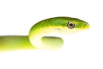 Rough green snake (Opheodrys aestivus) Sabal Palm Sanctuary, Rio Grande, Texas, USA, April. meetyourneighbours.net project