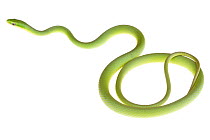 Rough green snake (Opheodrys aestivus) moving from coiled position, Sabal Palm Sanctuary, Rio Grande, Texas, USA, April. meetyourneighbours.net project
