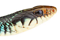 Speckled racer (Drymobius margaritiferus) Sabal Palm Sanctuary, Rio Grande, Texas, USA, April. meetyourneighbours.net project
