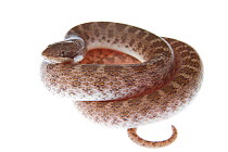 Texas night snake (Hypsiglena torquata jani) coiled, Rio Grande Valley, Texas, USA, October. meetyourneighbours.net project