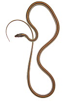 Gulf coast ribbon snake (Thamnophis proximus orarius) Sabel Palm Sanctuary, Rio Grande Valley, Texas, USA, October. meetyourneighbours.net project
