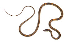Gulf coast ribbon snake (Thamnophis proximus orarius) Sabel Palm Sanctuary, Rio Grande Valley, Texas, USA, October. meetyourneighbours.net project