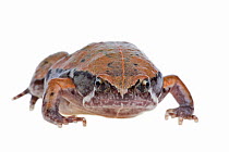 Sheep frog (Hypopachus variolosus) Lower Rio Grande Valley, Texas, USA, July. meetyourneighbours.net project