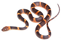 Northern cat-eyed snake (Leptodeira septentrionalis) Lower Rio Grande Valley, Texas, USA, July. meetyourneighbours.net project