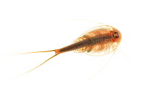 Tadpole shrimp (Triops sp) Sabal Palm Sanctuary, Lower Rio Grande Valley, Texas, USA, October. meetyourneighbours.net project