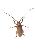 Longhorn beetle (Lochmaeocles cornuticeps) Sabal palm sanctuary, Lower Rio Grande Valley, Texas, USA, October. meetyourneighbours.net project