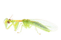Green mantisfly (Zeugomantispa minuta) Sabal Palm Sanctuary, Lower Rio Grande Valley, Texas, USA, October. meetyourneighbours.net project