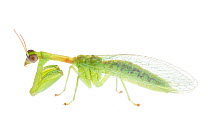 Green mantisfly (Zeugomantispa minuta) Sabal Palm Sanctuary, Lower Rio Grande Valley, Texas, USA, October. meetyourneighbours.net project