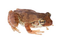 Mexican Treefrog (Smilisca baudinii) Sabal Palm Sanctuary, Lower Rio Grande Valley, Texas, USA, September. meetyourneighbours.net project