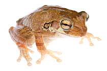 Mexican Treefrog (Smilisca baudinii) Sabal Palm Sanctuary, Lower Rio Grande Valley, Texas, USA, September. meetyourneighbours.net project