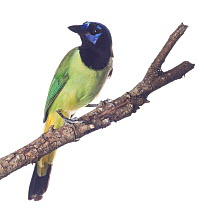 Green Jay (Cyanocorax yncas) perched, Sabal Palm Sanctuary, Lower Rio Grande Valley, Texas, USA, September. meetyourneighbours.net project