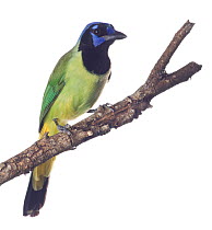 Green Jay (Cyanocorax yncas) perched, Sabal Palm Sanctuary, Lower Rio Grande Valley, Texas, USA, September. meetyourneighbours.net project
