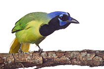 Green Jay (Cyanocorax yncas) perched, looking curious, Sabal Palm Sanctuary, Lower Rio Grande Valley, Texas, USA, September. meetyourneighbours.net project