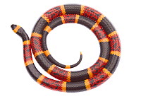 Texas Coral Snake (Micrurus tener) coiled, Sabal Palm Sanctuary, Lower Rio Grande Valley, Texas, USA, September. meetyourneighbours.net project