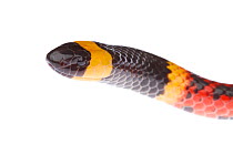 Texas Coral Snake (Micrurus tener) head portrait, Sabal Palm Sanctuary, Lower Rio Grande Valley, Texas, USA, September. meetyourneighbours.net project