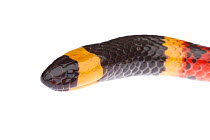 Texas Coral Snake (Micrurus tener) head portrait, Sabal Palm Sanctuary, Lower Rio Grande Valley, Texas, USA, September. meetyourneighbours.net project