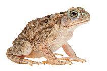 Marine toad (Rhinella marinus) Lower Rio Grande Valley, Texas, USA, July. meetyourneighbours.net project