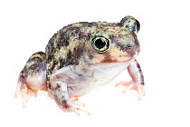 Couch's Spadefoot toad (Scaphiopus couchii)  Lower Rio Grande Valley, Texas, USA, July. meetyourneighbours.net project