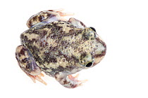 Couch's Spadefoot toad (Scaphiopus couchii)  dorsal view, Lower Rio Grande Valley, Texas, USA, July. meetyourneighbours.net project