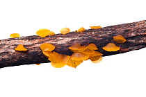 Golden Jelly Bells (Heterotextus miltinus) fungus on dead log, Victoria, Australia, July. meetyourneighbours.net project